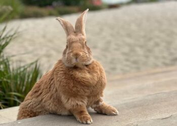 Bunny cafe to open this fall