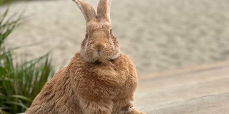 Bunny cafe to open this fall