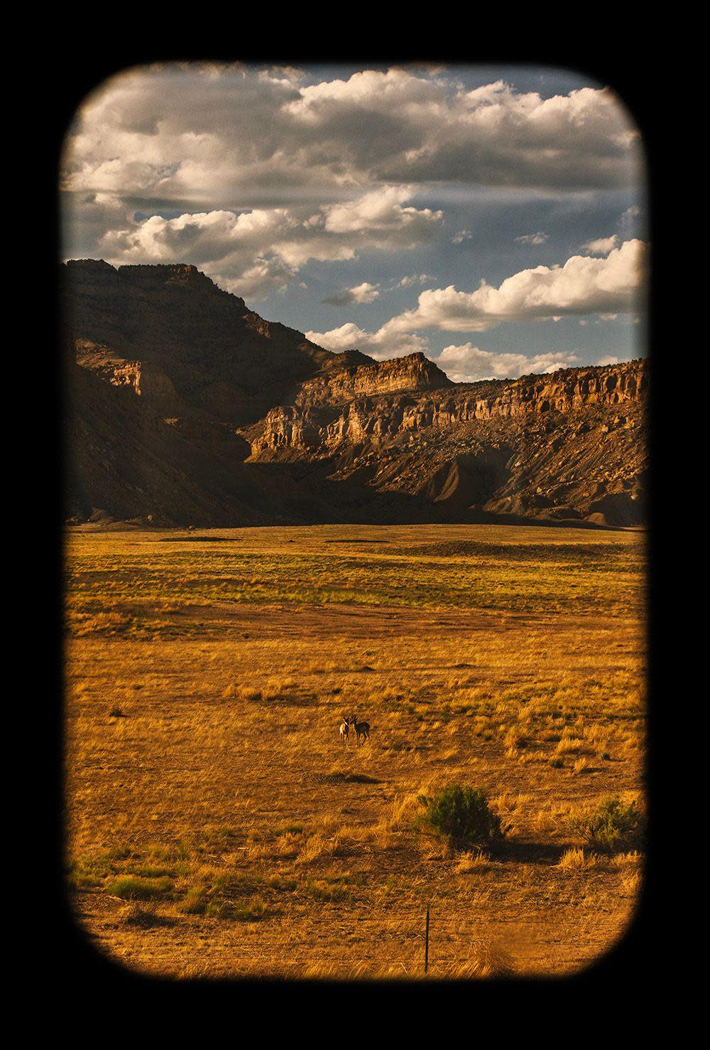 Two deer in a wide open landscape with mountains in the distance