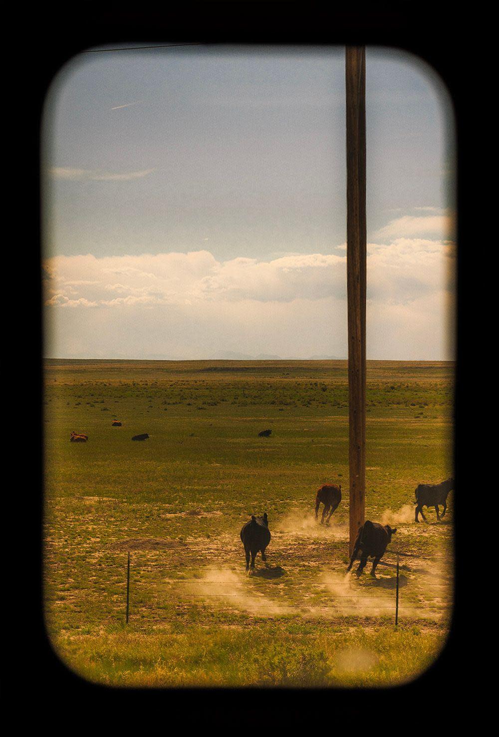 Cattle running in a field