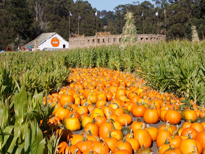 A field of pumpkins