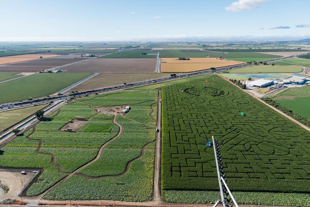 A corn maze photographed from above