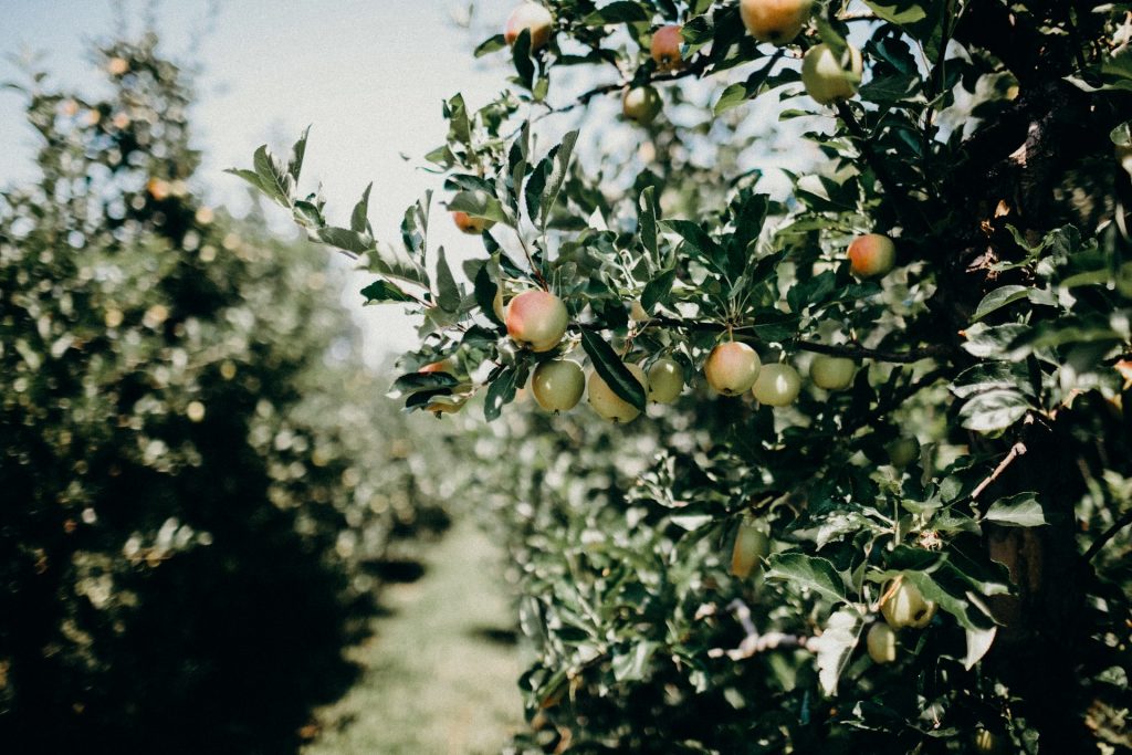 An apple tree in an orchard