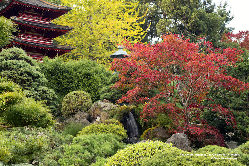 Fall colors at the Japanese Tea Garden